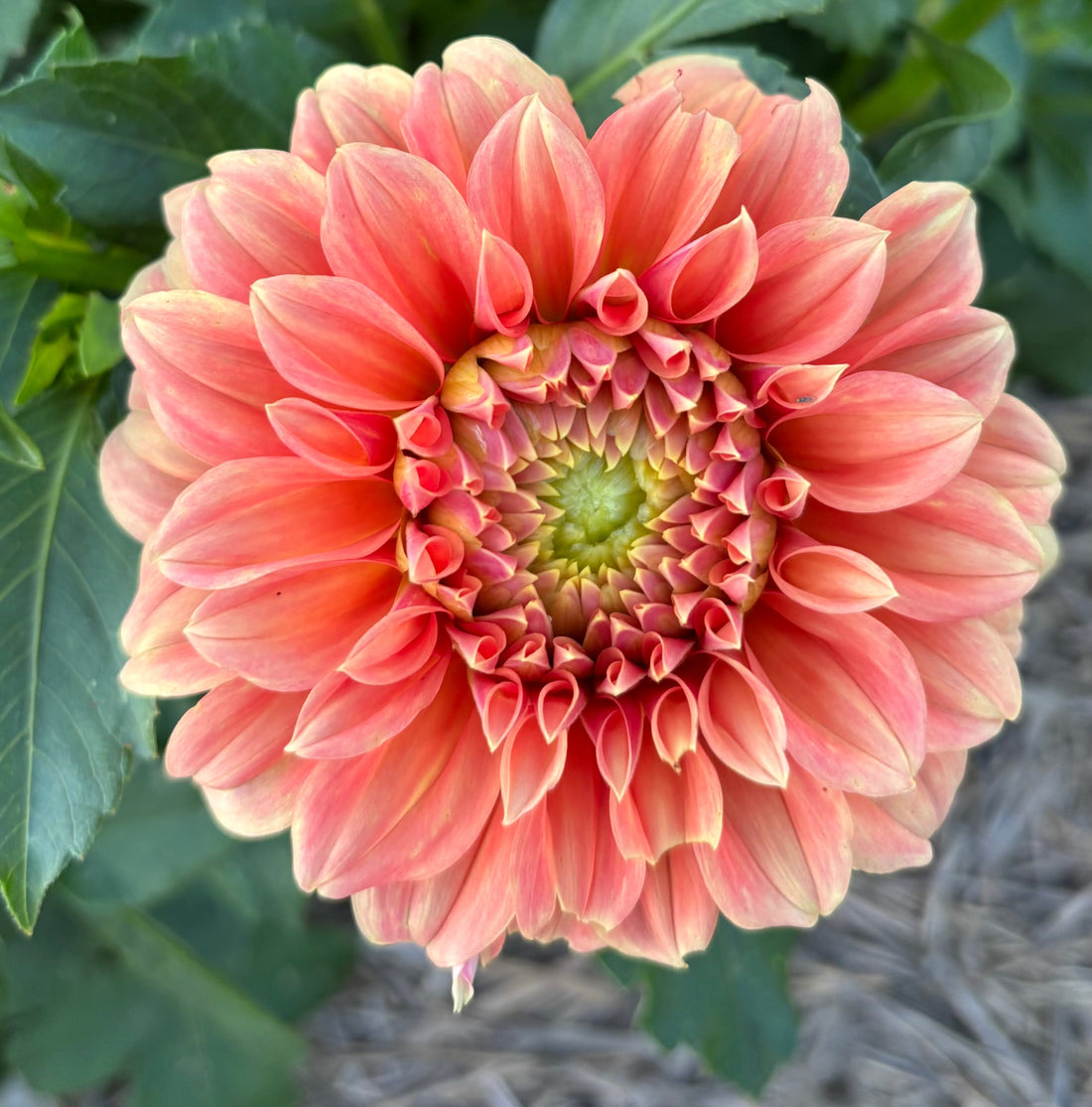 Why Dahlias Are One of the Best Flowers for Cutting Gardens