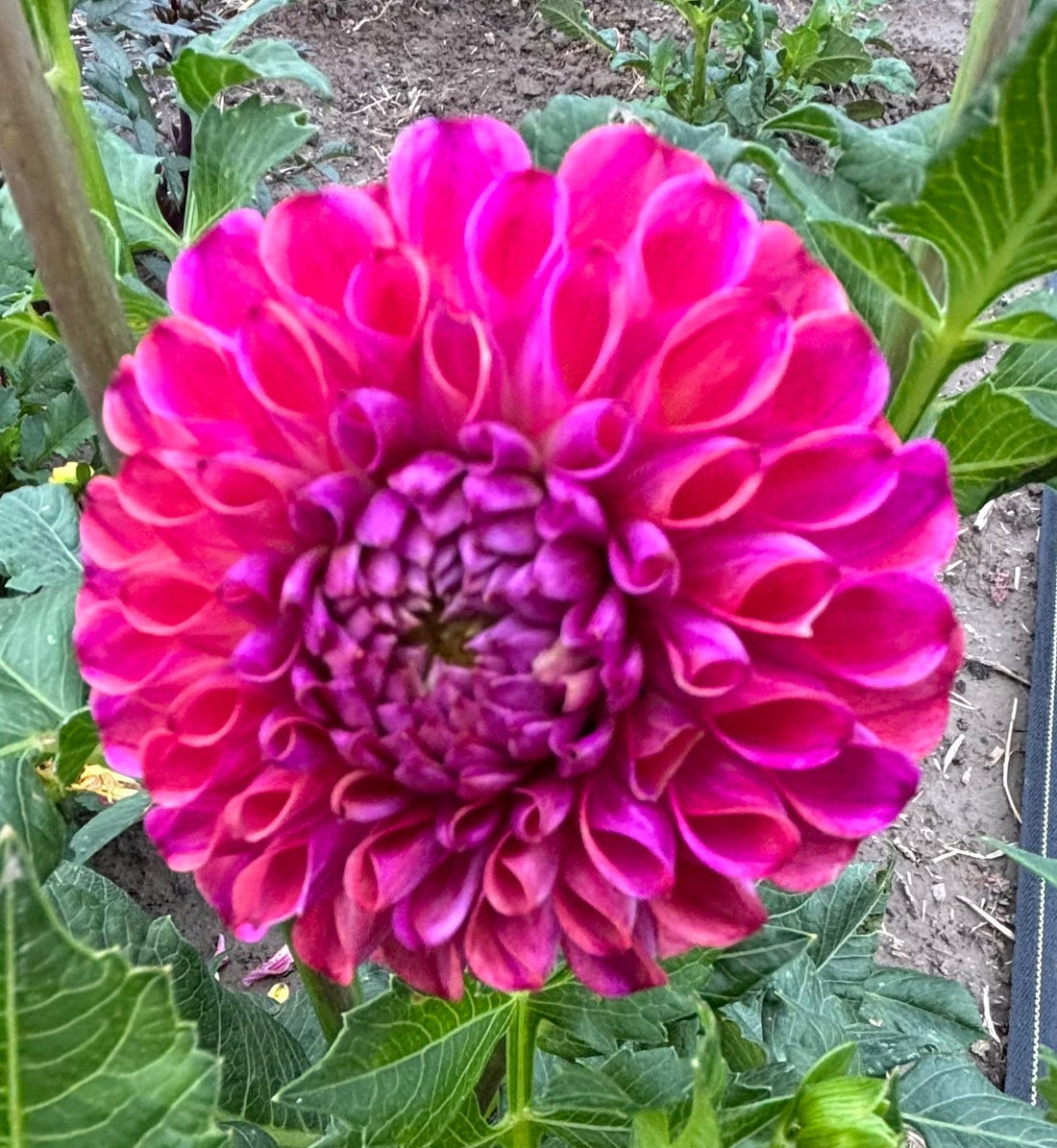 How to Divide Dahlia Tubers