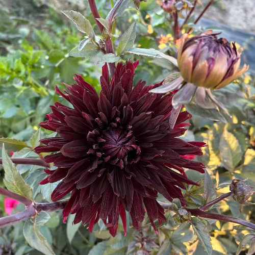 Black Jack