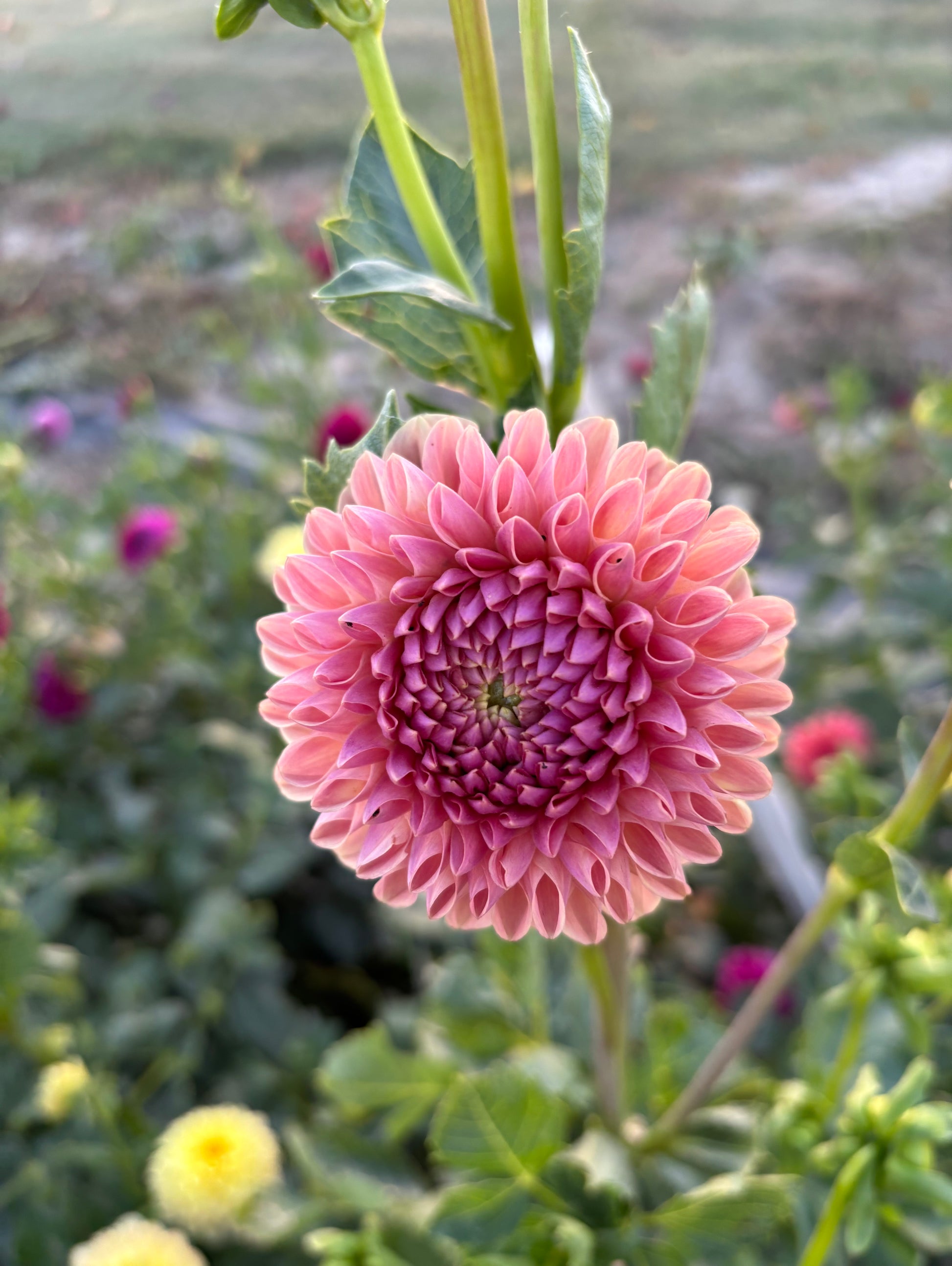 Clearview Peachy