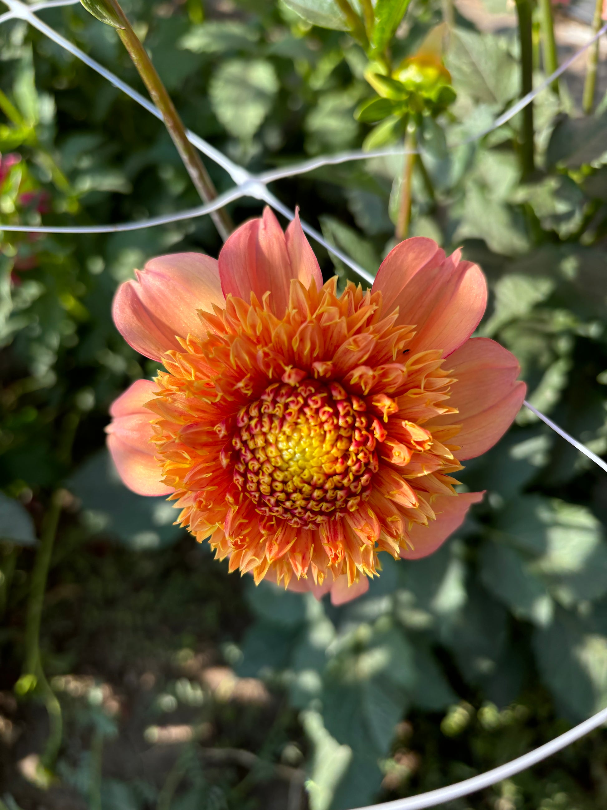 Sandia Brocade
