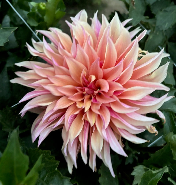 Labyrinth