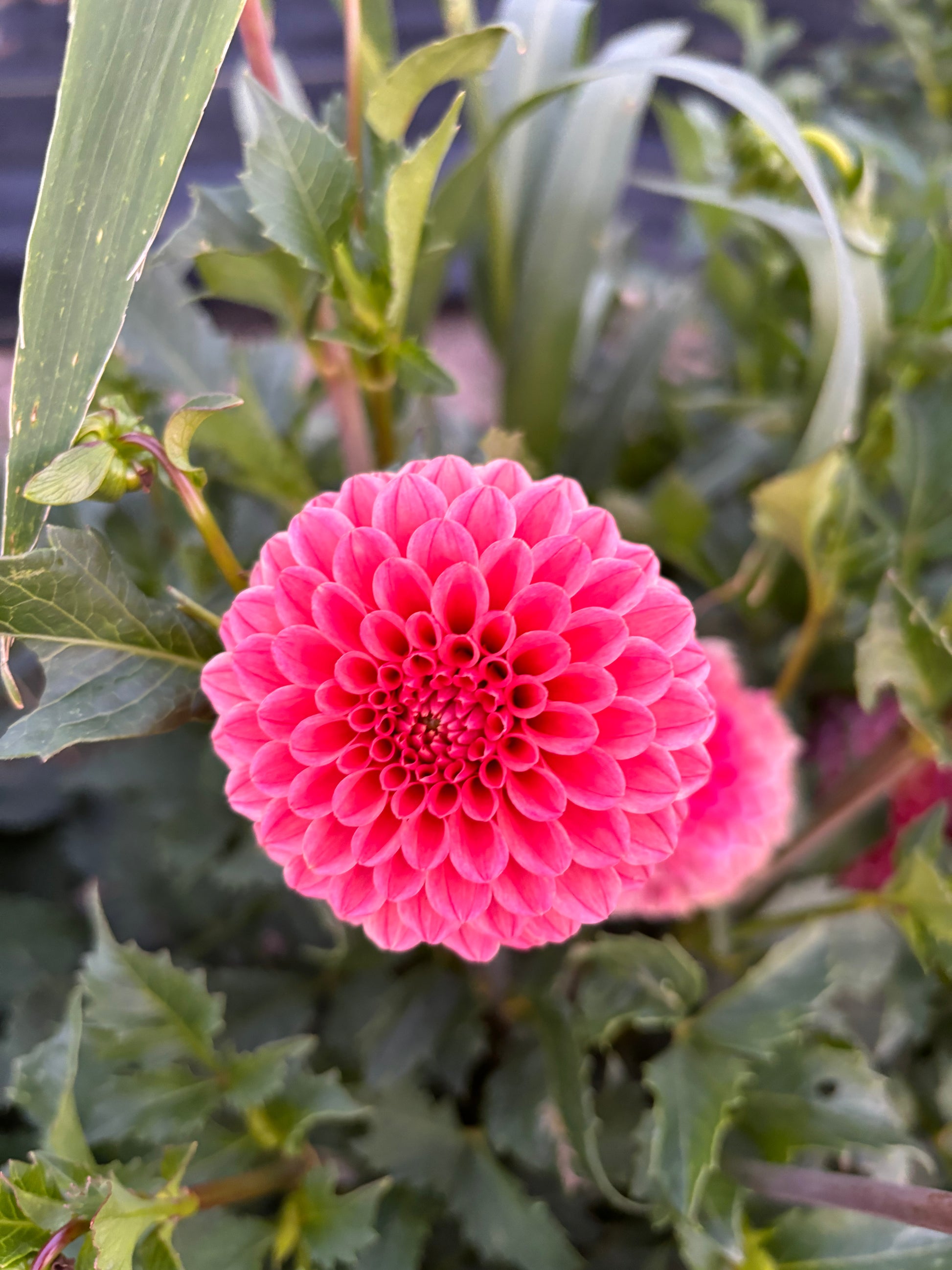 Rose toscano