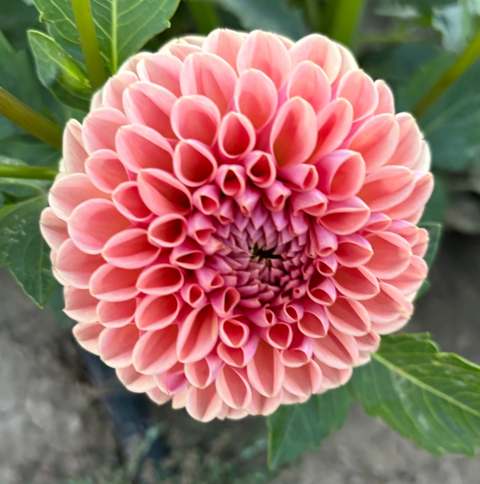 Valley Tawny