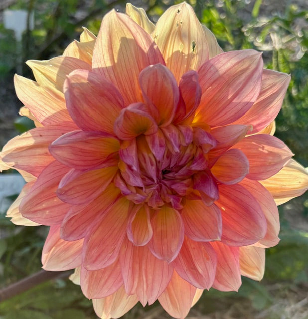 Wanda's Aurora