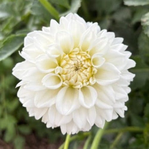 White Fawn